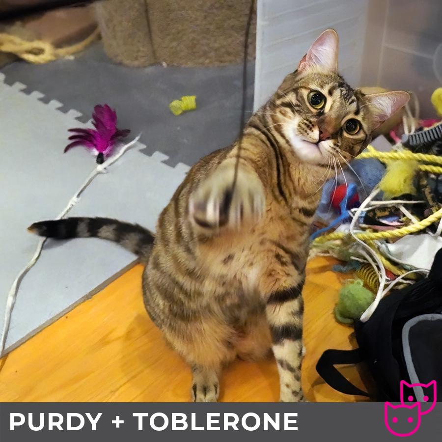 Purdy (bonded with Toblerone), an adoptable Domestic Short Hair, Bengal in Etobicoke, ON, M8W 2V4 | Photo Image 3