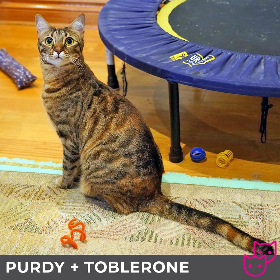 Purdy (bonded with Toblerone), an adoptable Domestic Short Hair, Bengal in Etobicoke, ON, M8W 2V4 | Photo Image 4