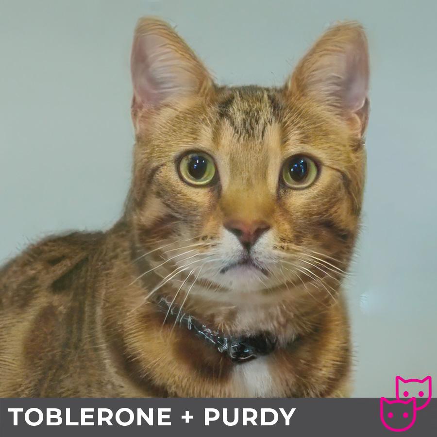 Purdy (bonded with Toblerone), an adoptable Domestic Short Hair, Bengal in Etobicoke, ON, M8W 2V4 | Photo Image 5
