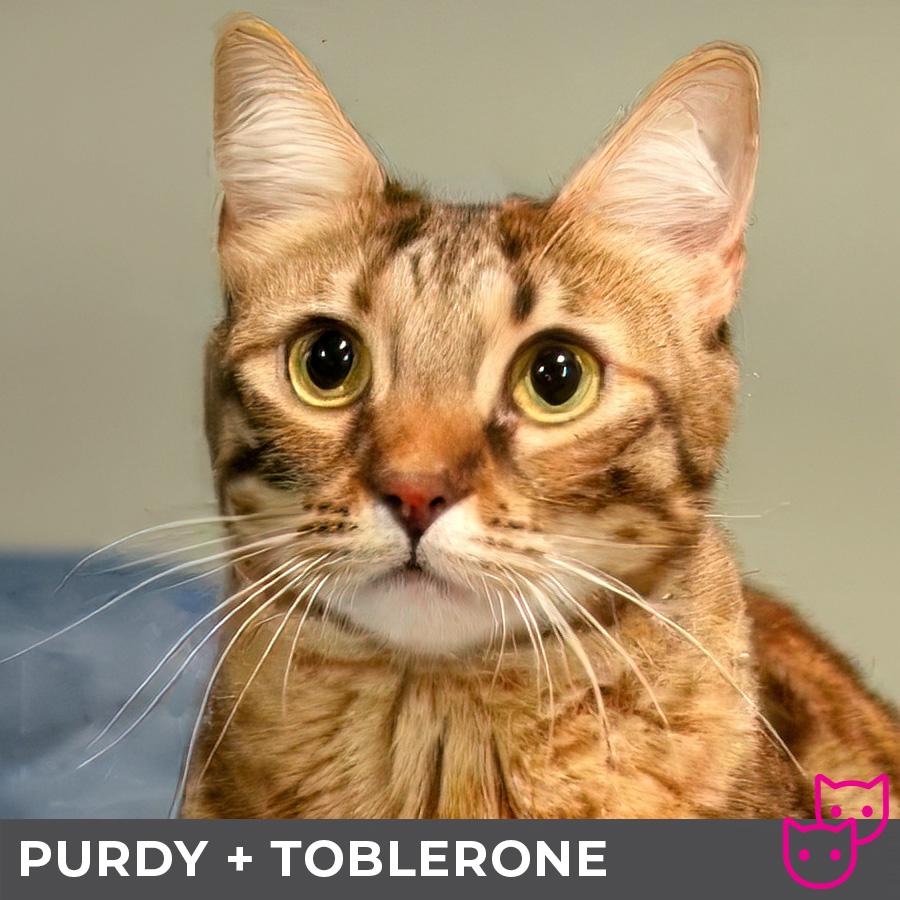 Purdy (bonded with Toblerone), an adoptable Domestic Short Hair, Bengal in Etobicoke, ON, M8W 2V4 | Photo Image 2