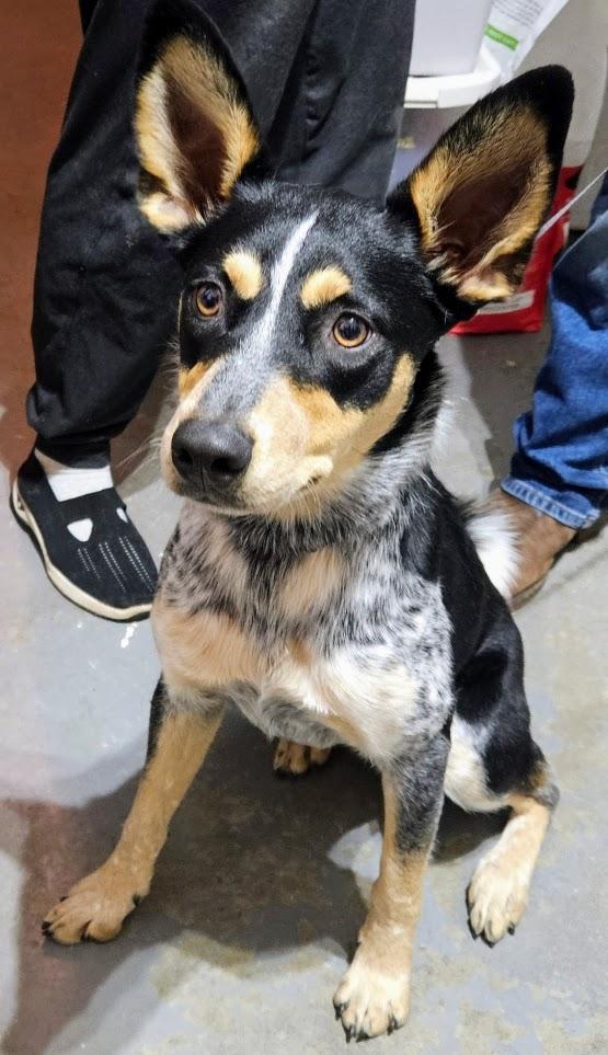 Enlarge Pip, a ADOPTABLE mixed breed in Nucla, CO image 1/3