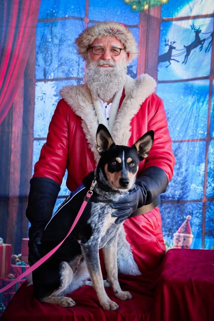 Enlarge Pip, a ADOPTABLE mixed breed in Nucla, CO image 1/4