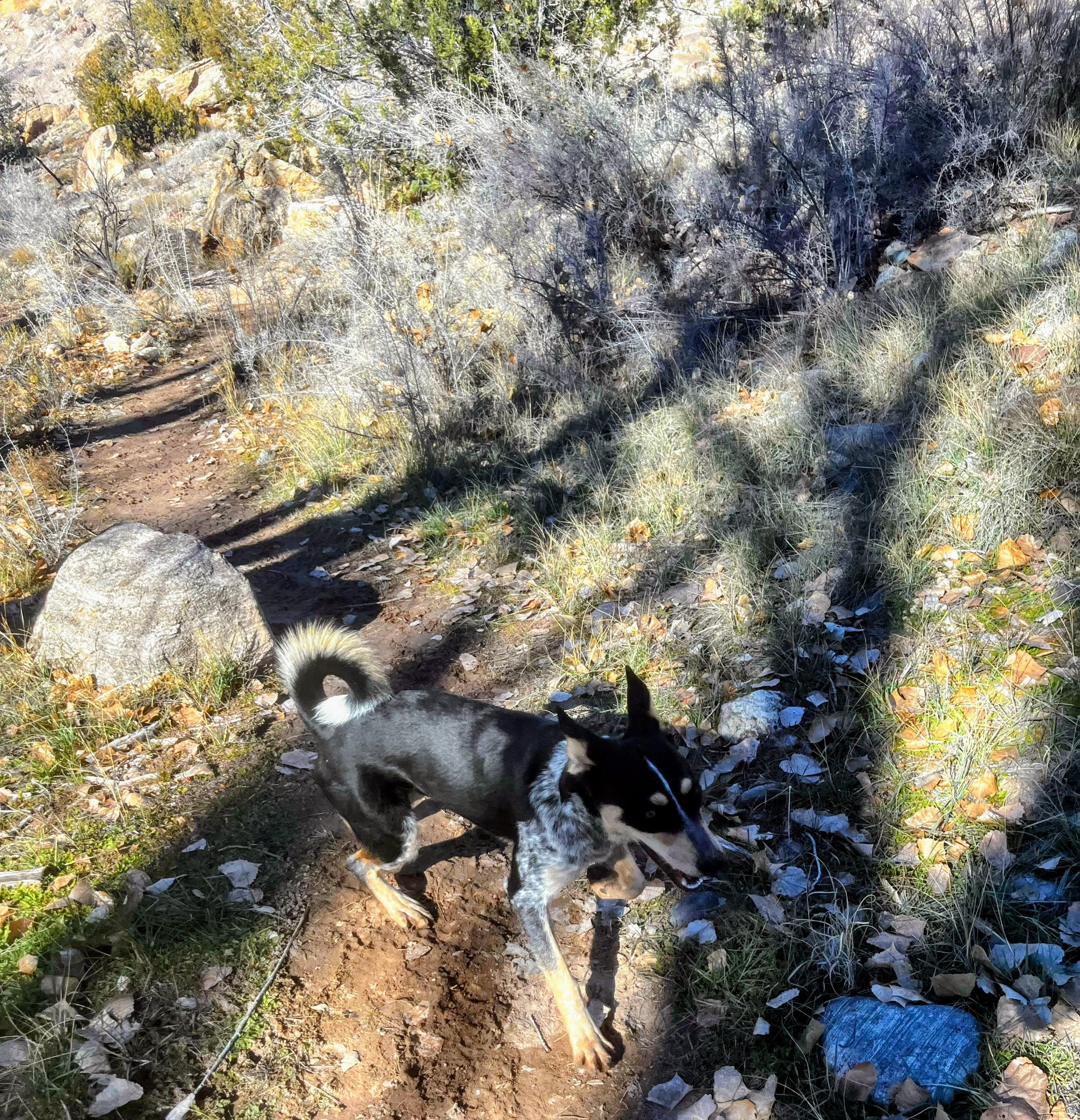 Enlarge Pip, a ADOPTABLE mixed breed in Nucla, CO image 3/3