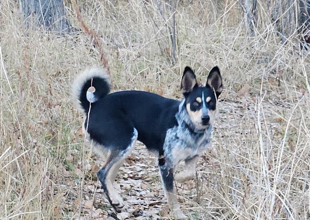 Enlarge Pip, a ADOPTABLE mixed breed in Nucla, CO image 2/3
