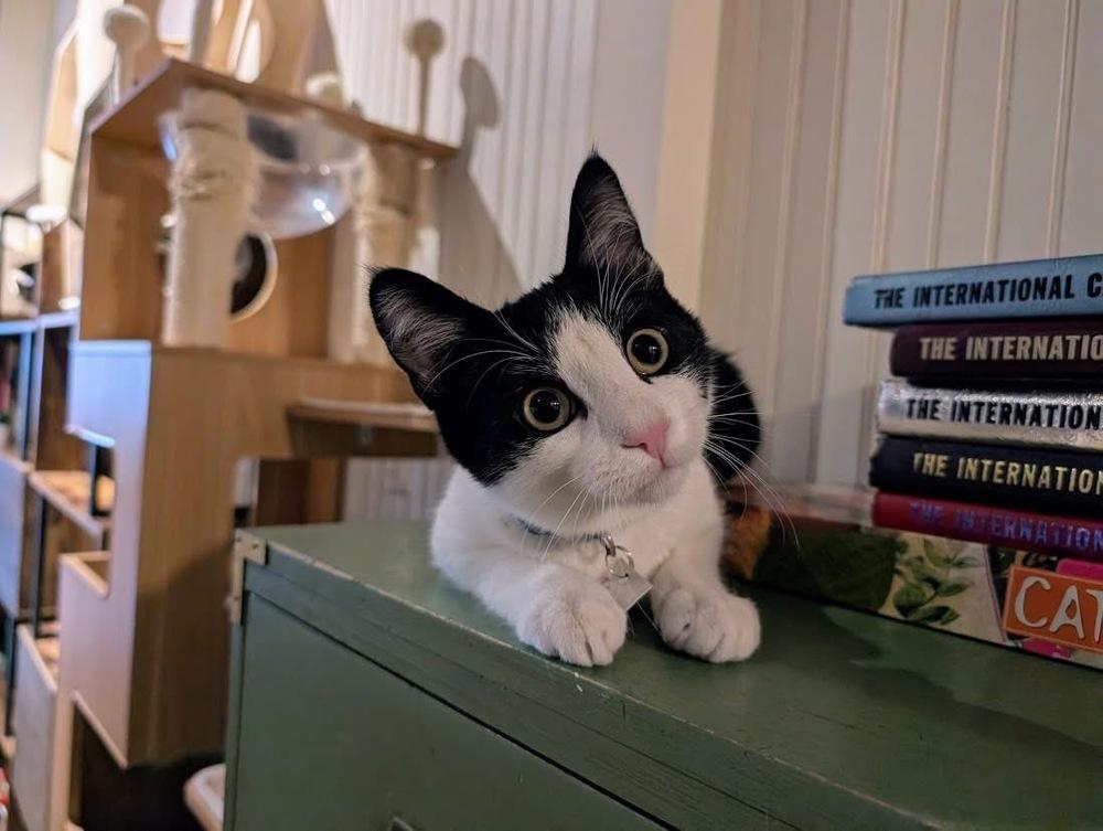 Toby, a Adoptable Domestic Short Hair in Lewisburg, PA image 1/6