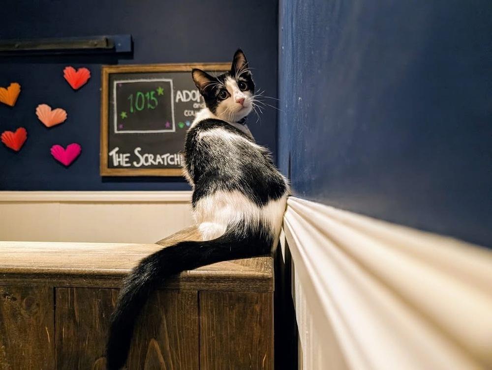 Toby, a Adoptable Domestic Short Hair in Lewisburg, PA image 2/6