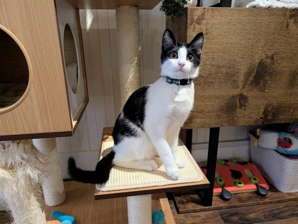 Toby, a Adoptable Domestic Short Hair in Lewisburg, PA image 3/6