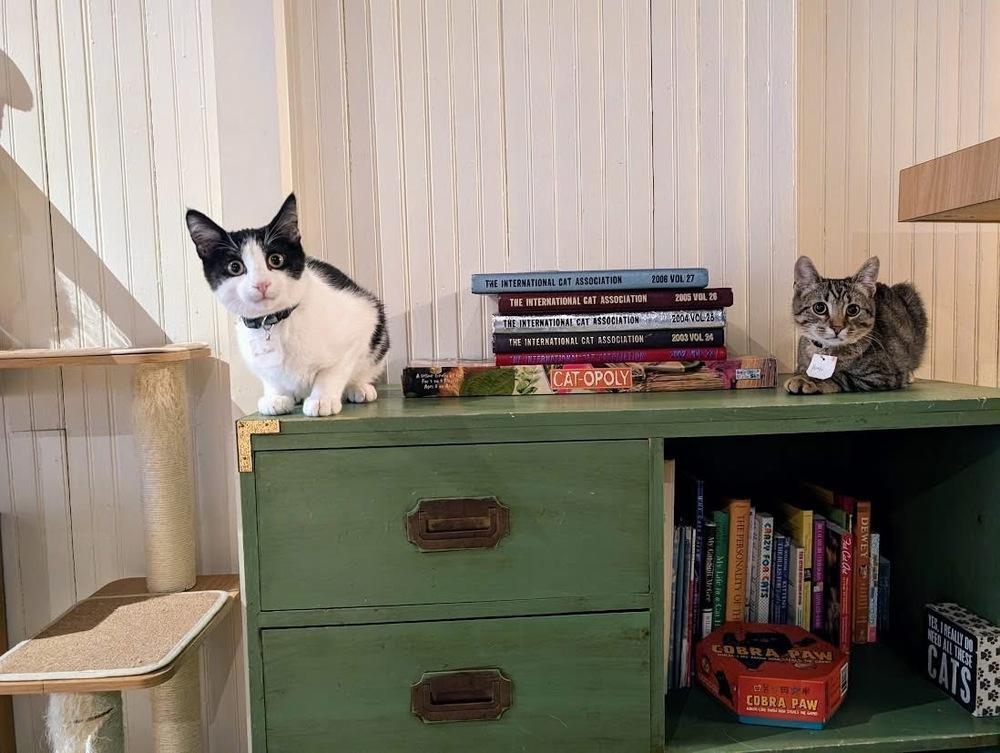 Toby, a Adoptable Domestic Short Hair in Lewisburg, PA image 5/6