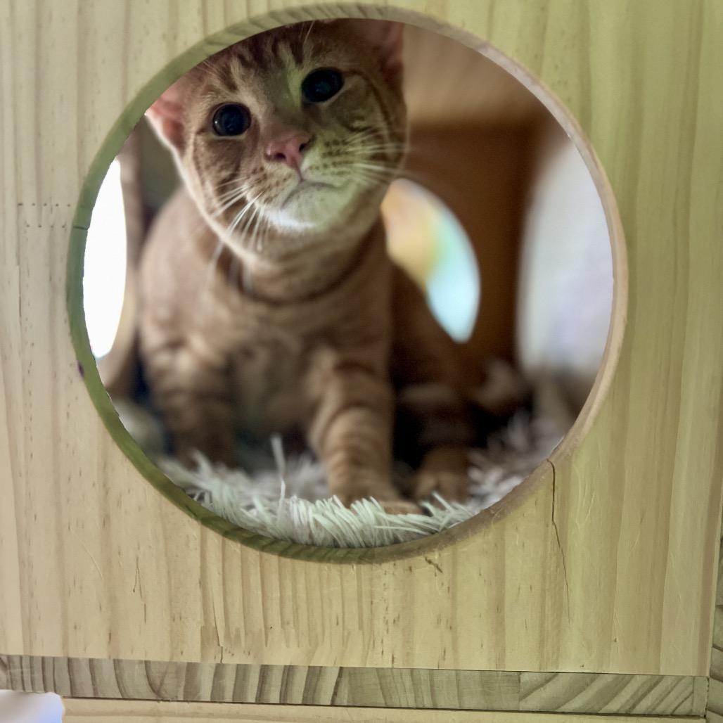 Bentley Estep, Adoptable, Young Male Domestic Short Hair & Domestic Short Hair.