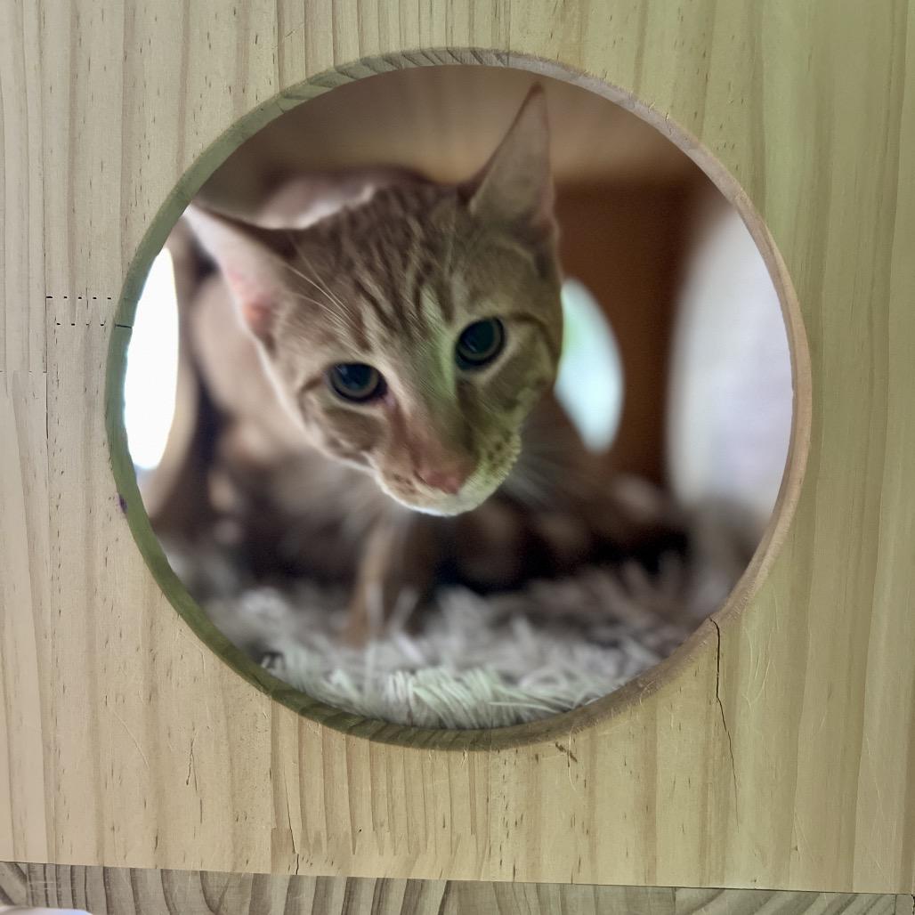 Bentley Estep, a Adoptable mixed breed in Woodstock, VA image 2/5