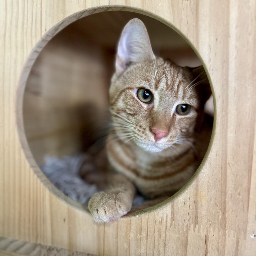 Bentley Estep, a Adoptable mixed breed in Woodstock, VA image 3/5