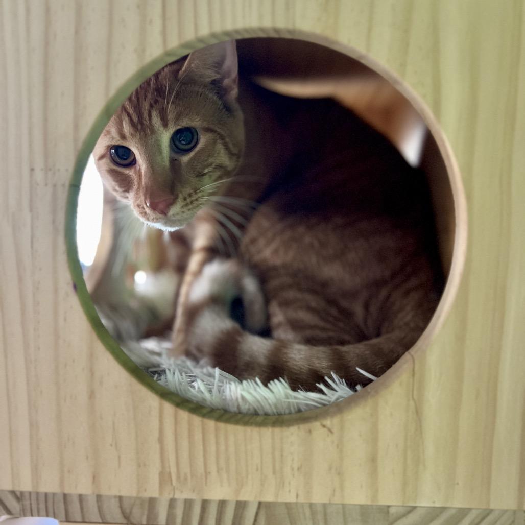 Bentley Estep, a Adoptable mixed breed in Woodstock, VA image 4/5