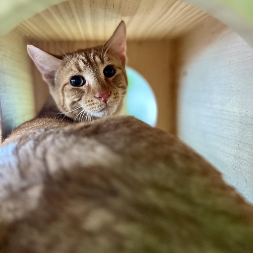 Bentley Estep, a Adoptable mixed breed in Woodstock, VA image 5/5