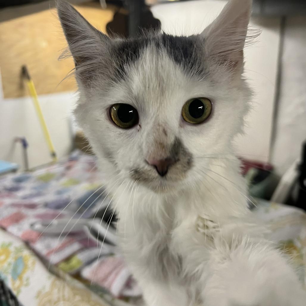 Carrick, Adoptable, Young Female Domestic Medium Hair.