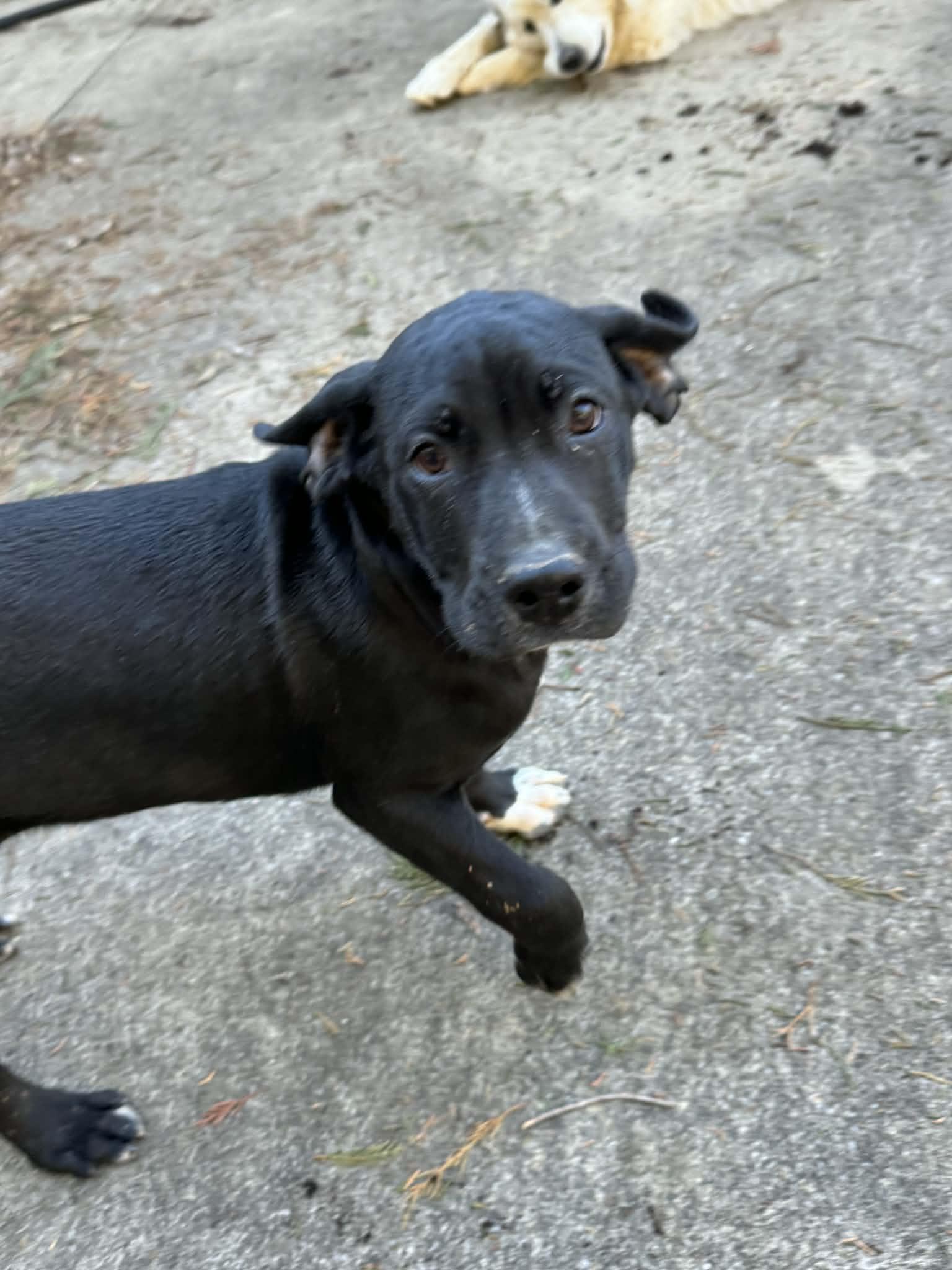 Enlarge Dozer, a Adoptable mixed breed in Greeneville, TN image 3/6