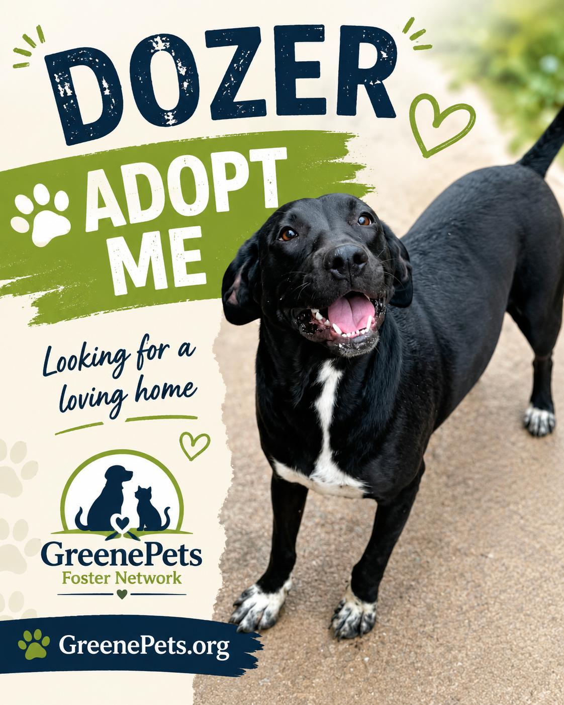 Enlarge Dozer, a Adoptable mixed breed in Greeneville, TN image 1/6