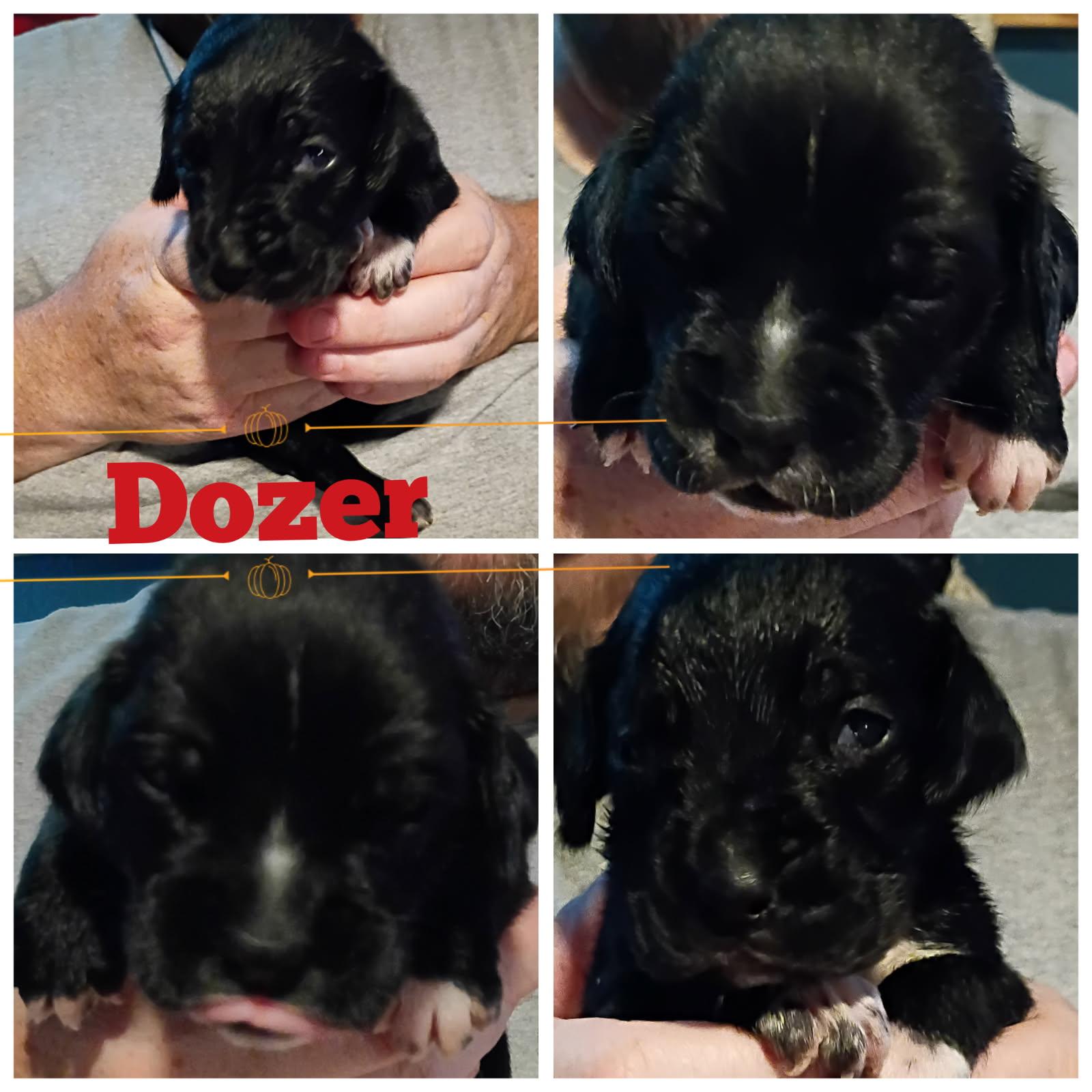 Dozer, Adoptable, Puppy Female Border Terrier.