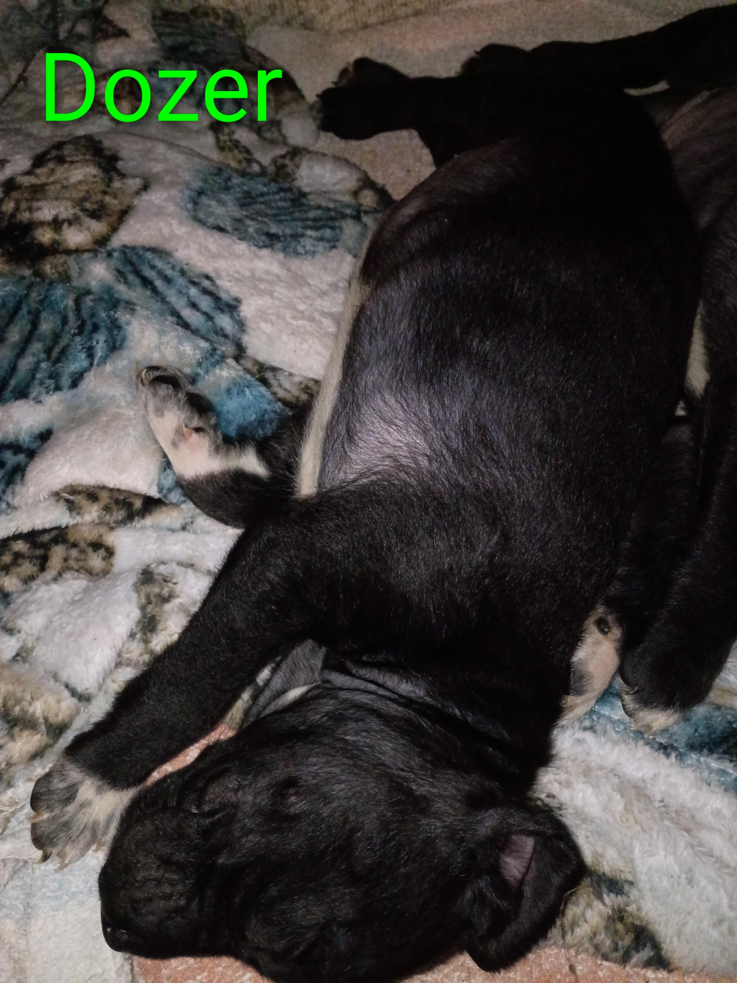 Enlarge Dozer, a Adoptable mixed breed in Greeneville, TN image 2/6