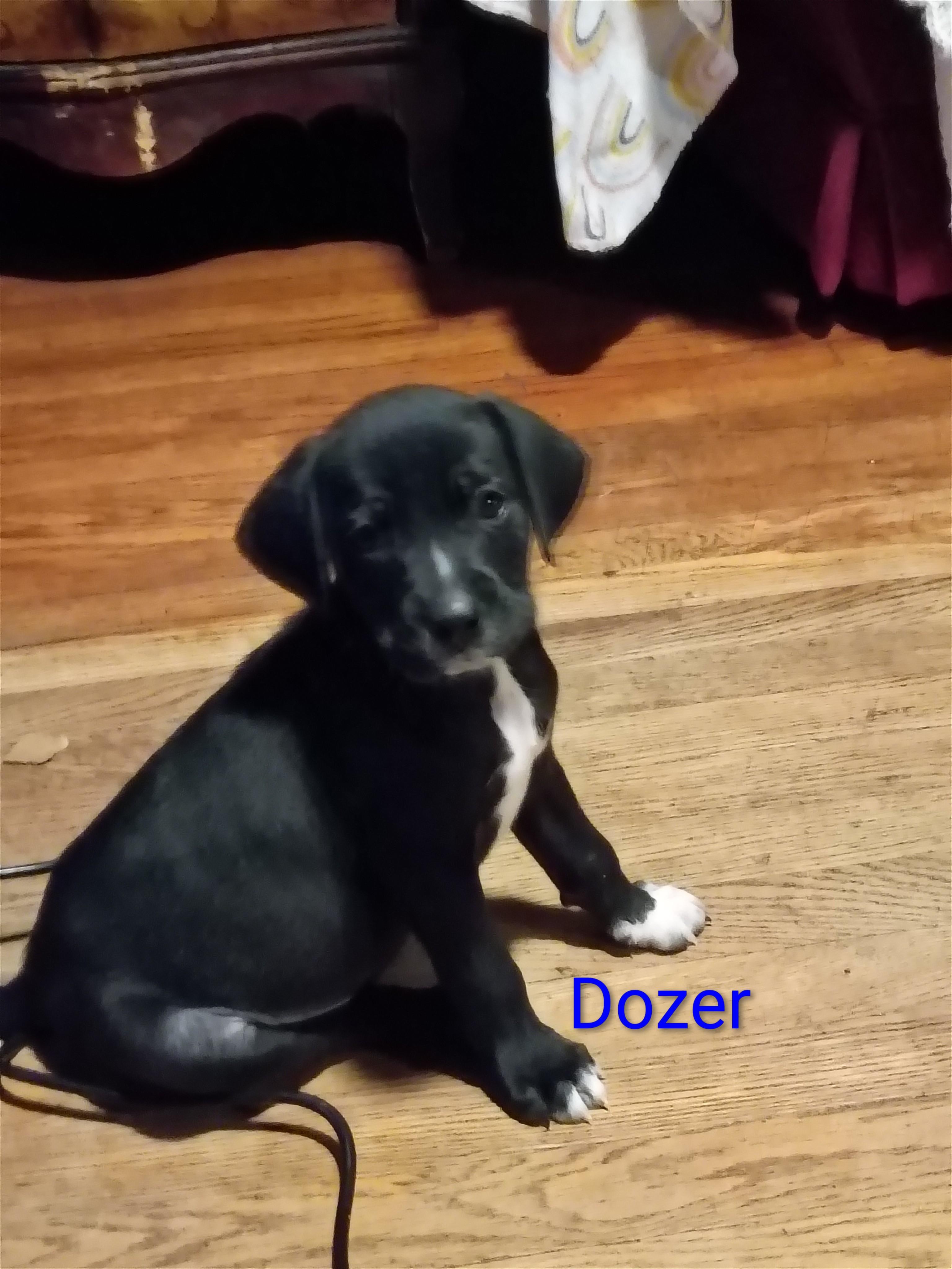 Dozer, Adoptable, Puppy Female Border Terrier.