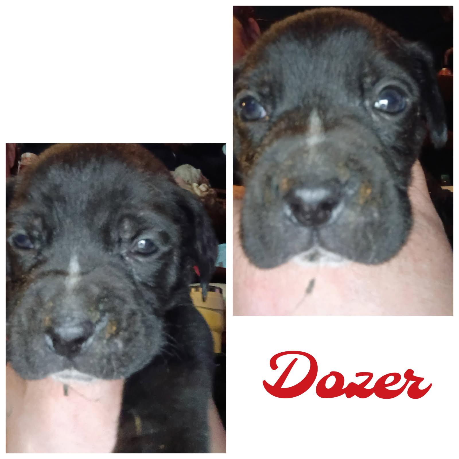 Enlarge Dozer, a Adoptable mixed breed in Greeneville, TN image 4/6