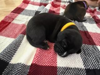 Dozer, a Adoptable mixed breed in Greeneville, TN image 3/3