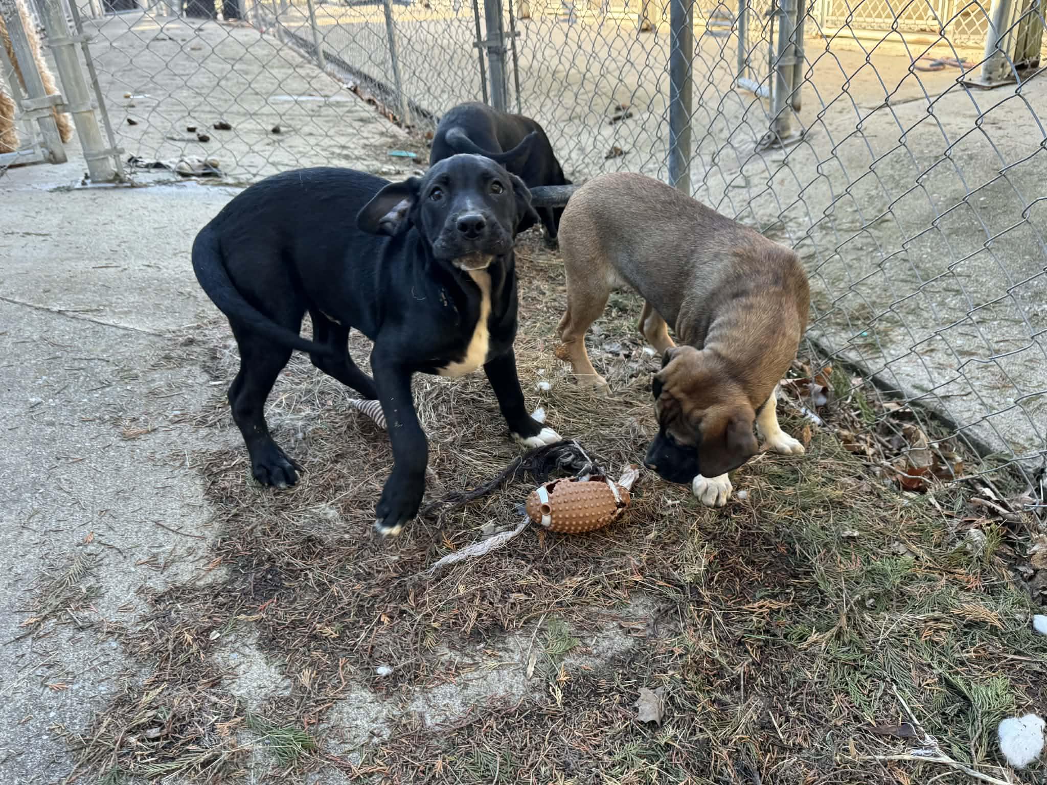 Dozer, Adoptable, Puppy Female Border Terrier.