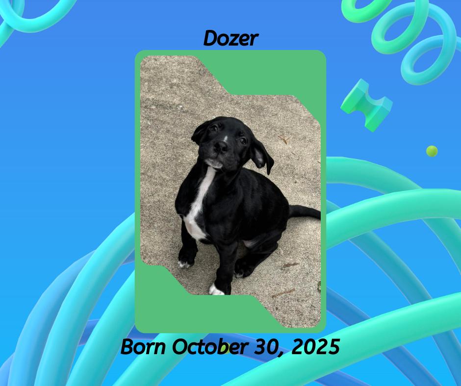 Dozer, a Adoptable mixed breed in Greeneville, TN image 1/6