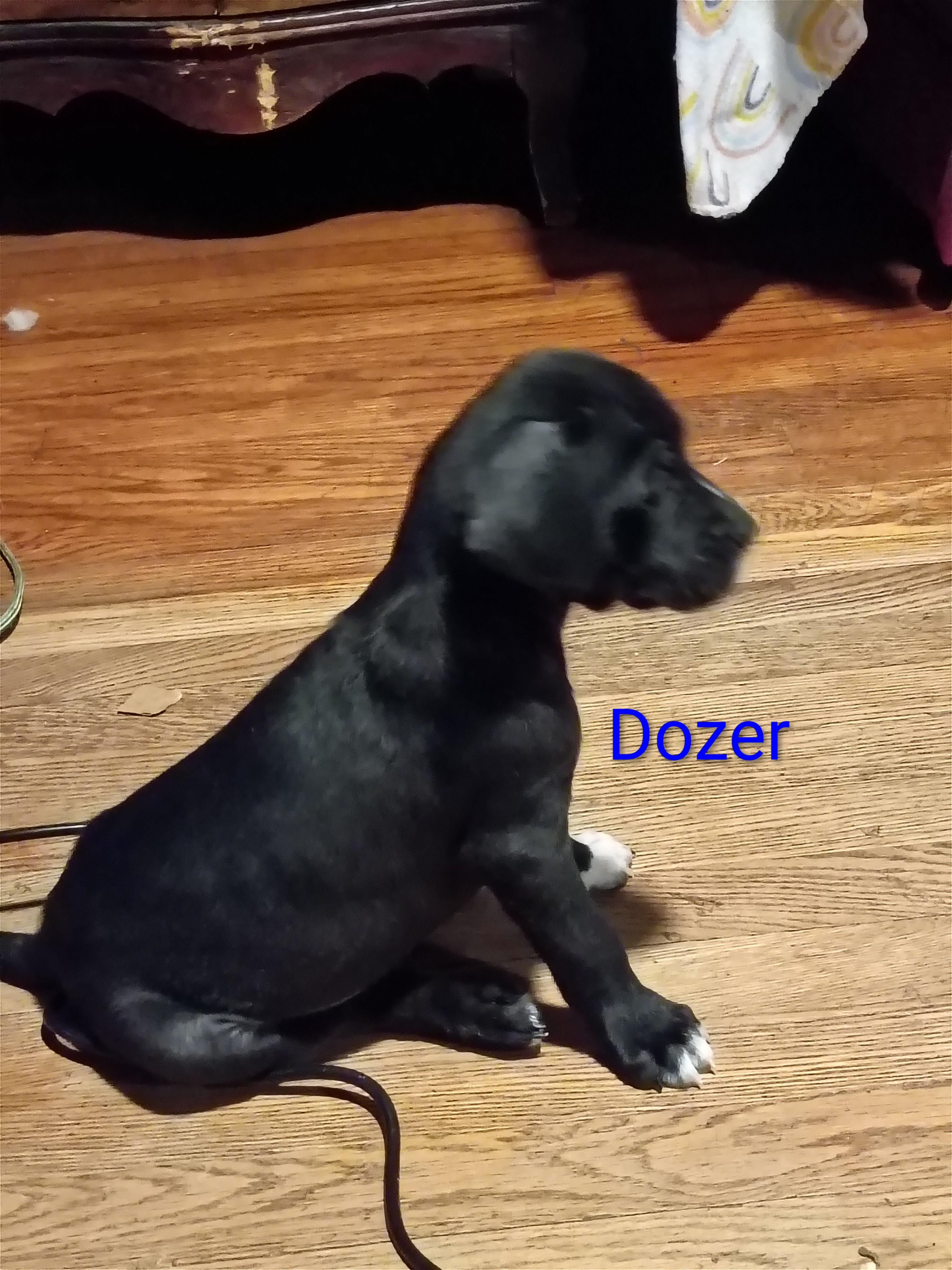 Enlarge Dozer, a Adoptable mixed breed in Greeneville, TN image 3/6