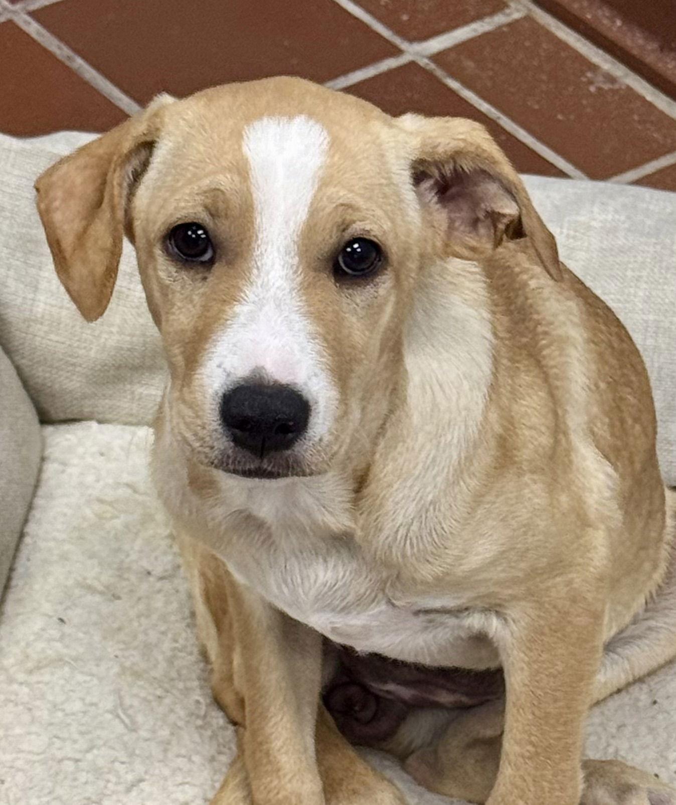 Enlarge Holly, a Adoptable Labrador Retriever in Lake Hopatcong, NJ image 1/2
