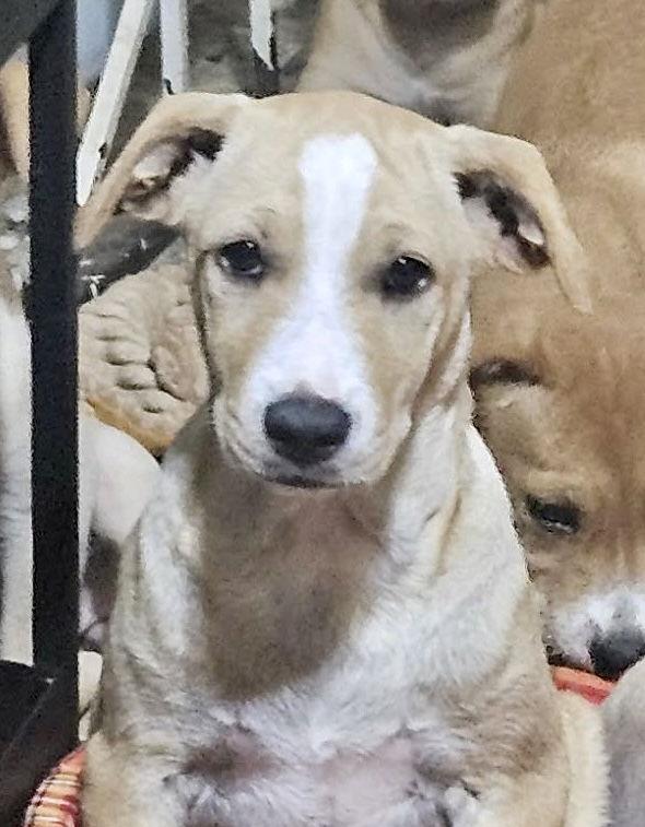 Enlarge Holly, a Adoptable Labrador Retriever in Lake Hopatcong, NJ image 2/2