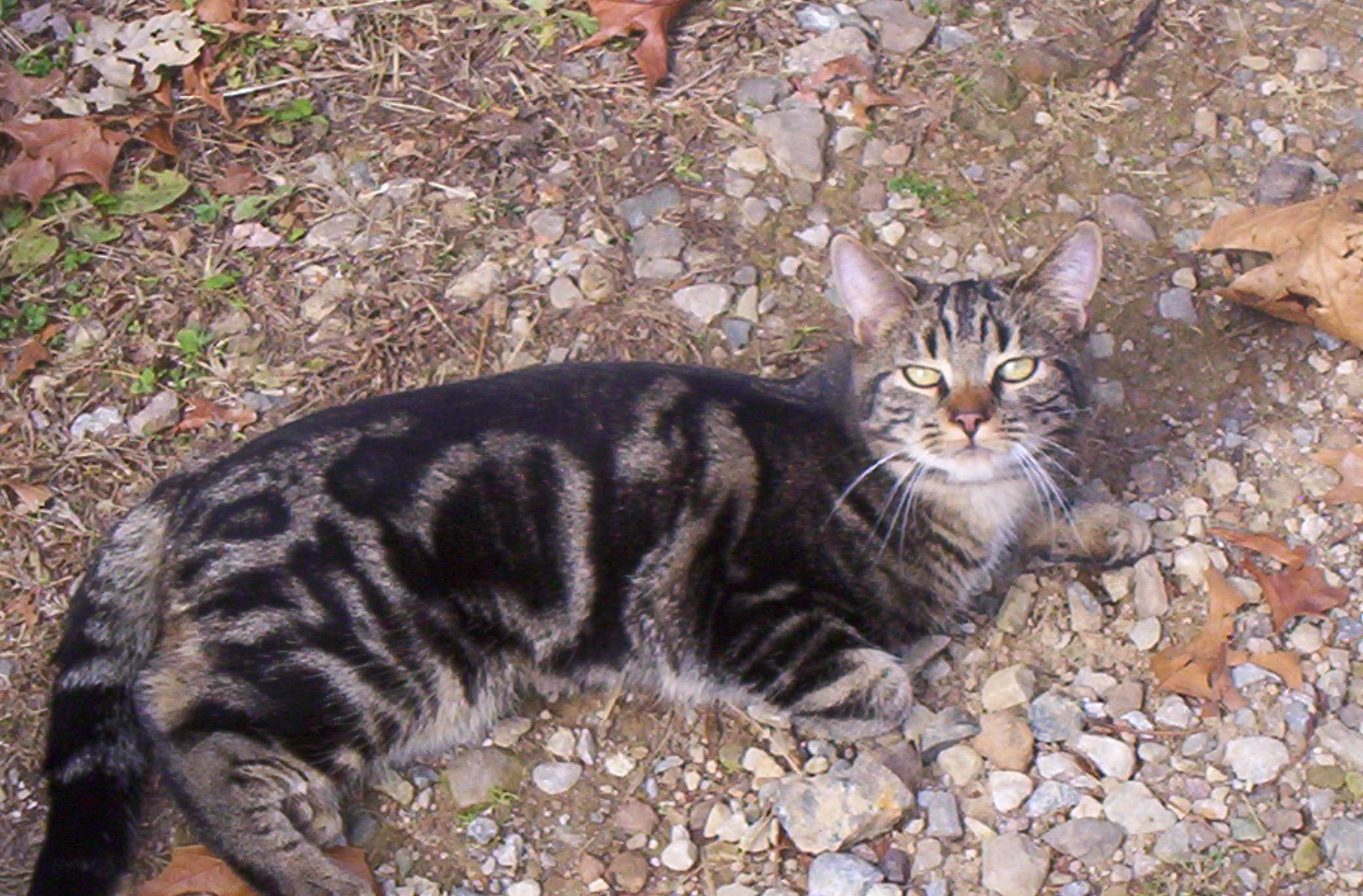 Daisy (Sweet & Petite), Adult Female unknown