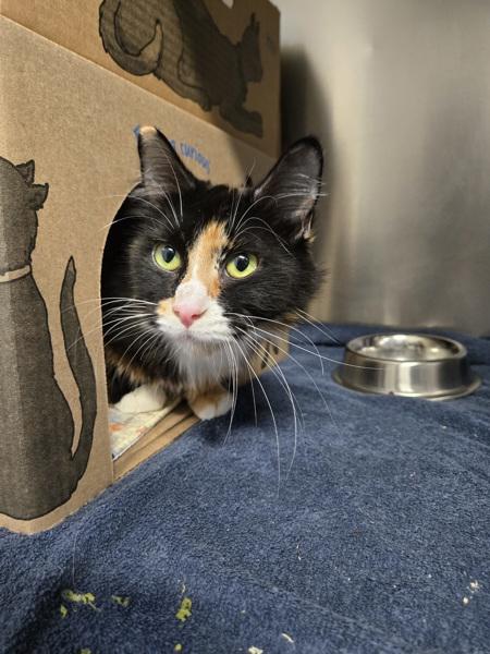 Enlarge Minnow, a Adoptable mixed breed in Chilliwack, BC image 1/1