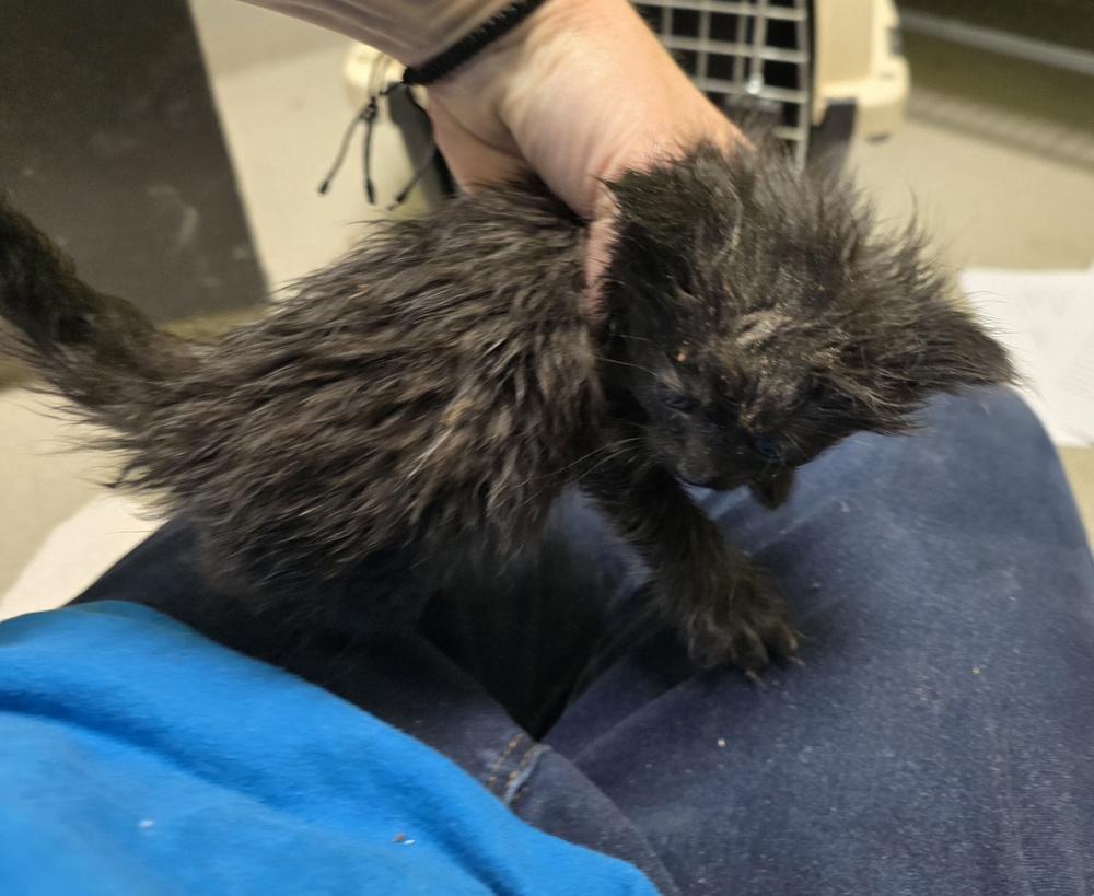 Poptart, Adopted, Kitten Female Domestic Long Hair.