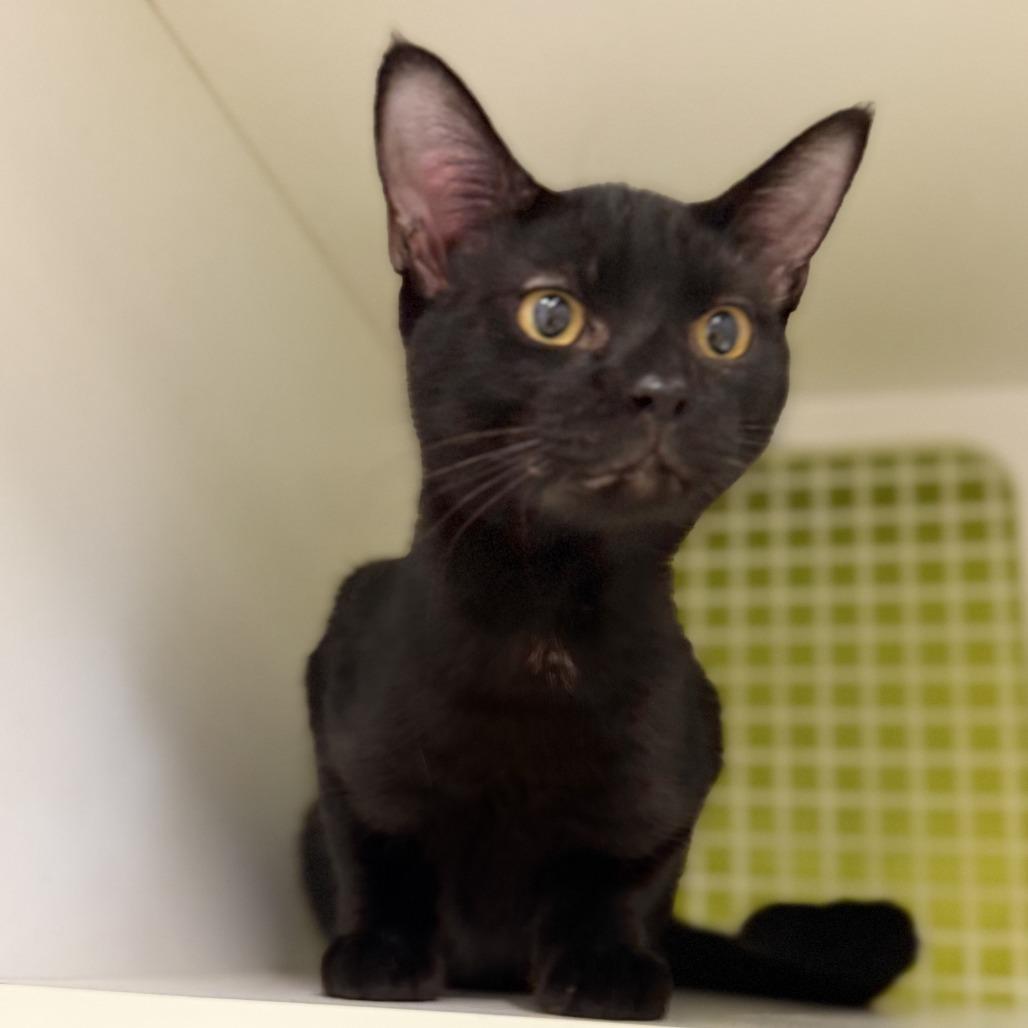 Damon, Adoptable, Kitten Female Domestic Short Hair.
