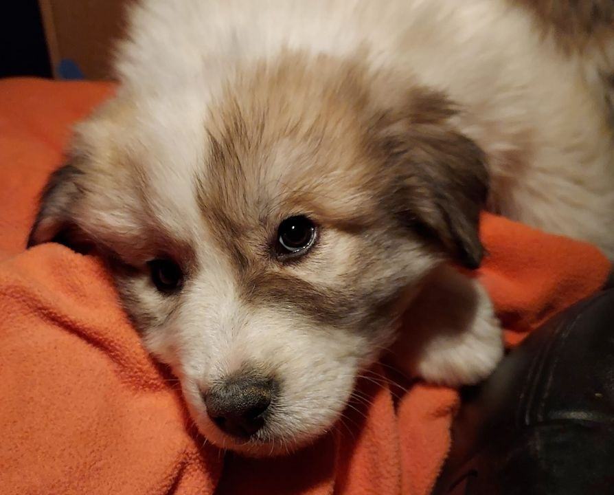 Sampson, a Adoptable Great Pyrenees in GUERNSEY, WY image 1/4