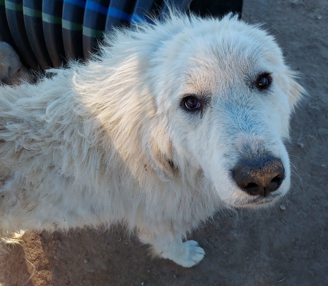 Sampson, a Adoptable Great Pyrenees in GUERNSEY, WY image 2/4