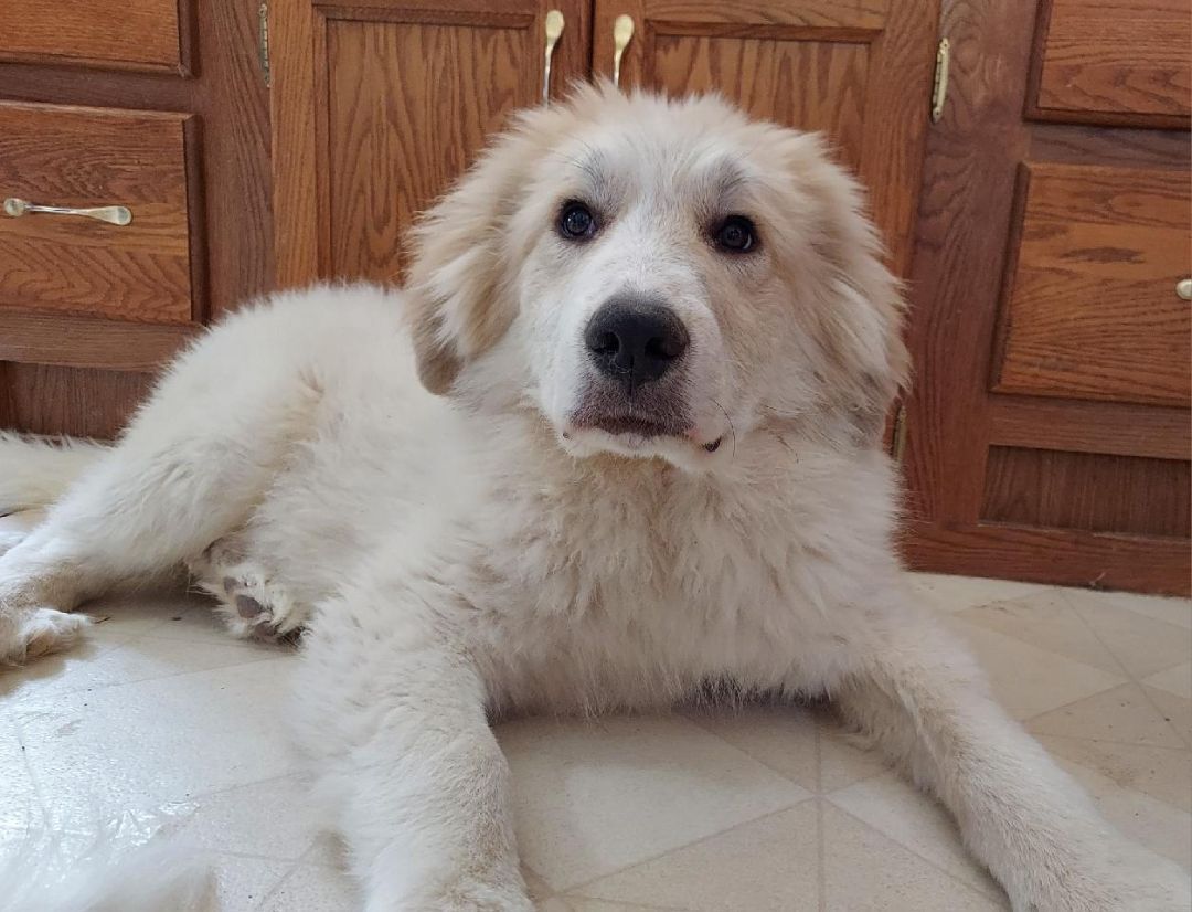 Sampson, a Adoptable Great Pyrenees in GUERNSEY, WY image 3/4