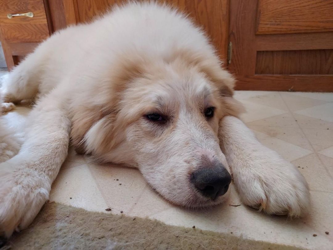 Sampson, a Adoptable Great Pyrenees in GUERNSEY, WY image 4/4