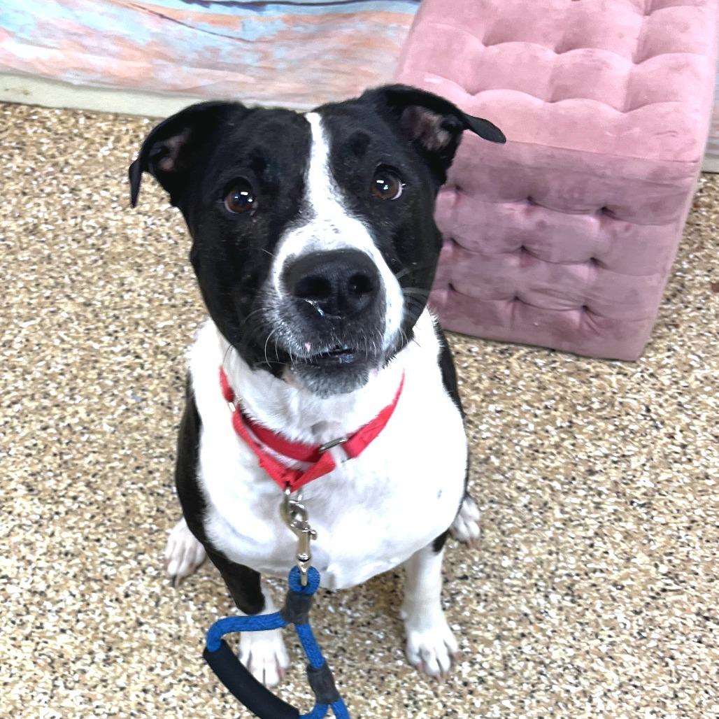 Blue, Adoptable, Adult Male Retriever & Pit Bull Terrier.