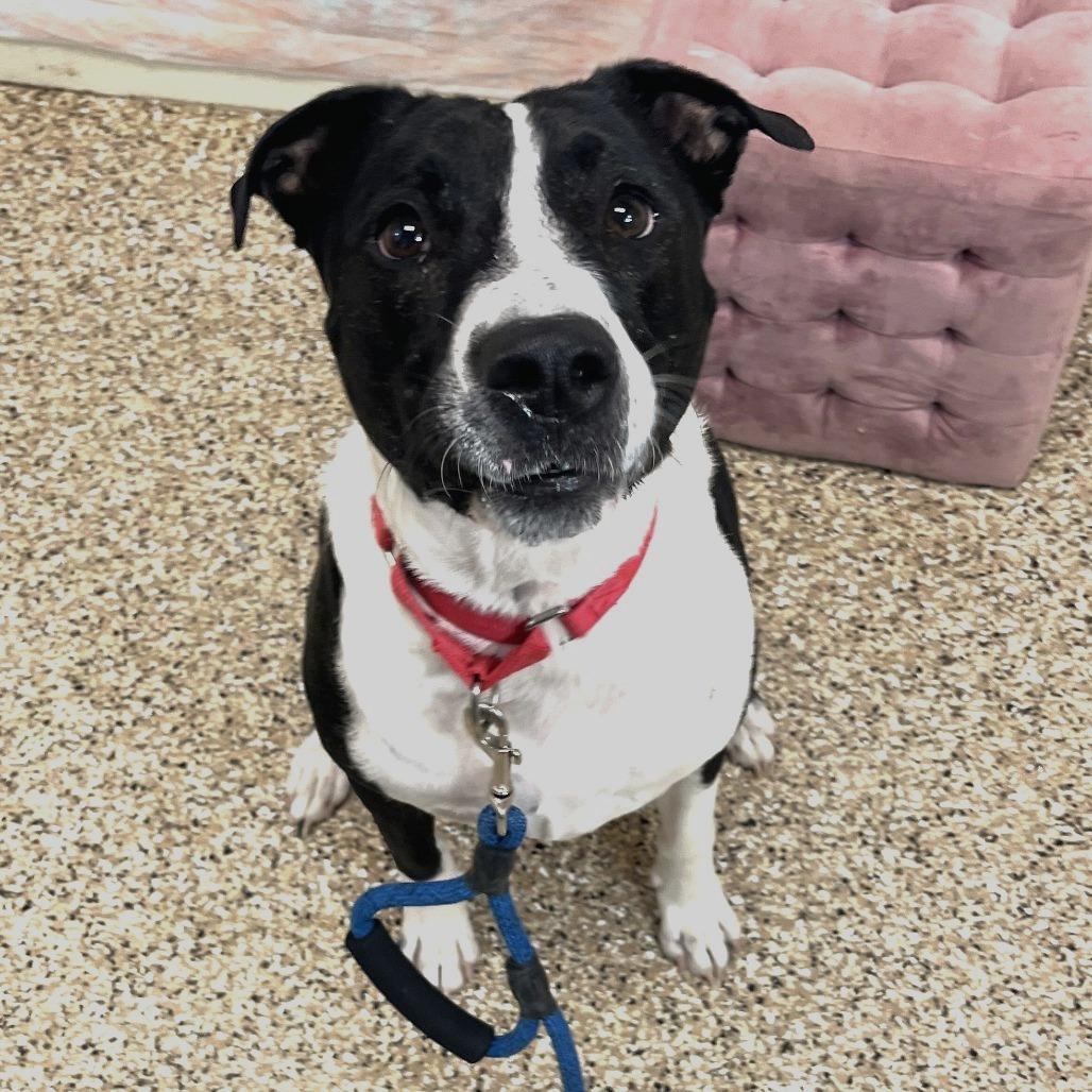 Blue, Adoptable, Adult Male Retriever & Pit Bull Terrier.