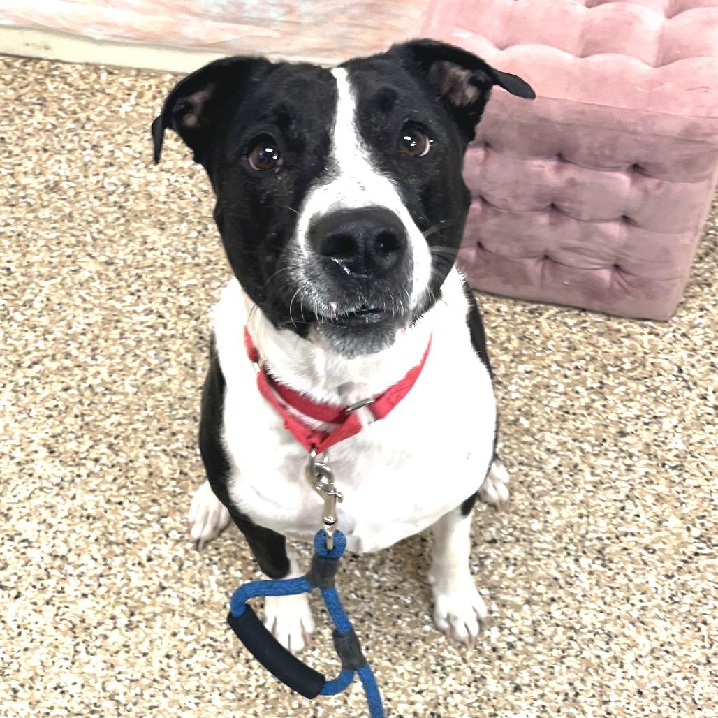 Blue, a Adoptable mixed breed in Cheyenne, WY image 2/2