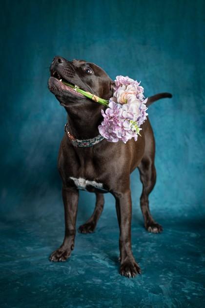 Shenzee, Adoptable, Adult Female Pit Bull Terrier & Pit Bull Terrier.