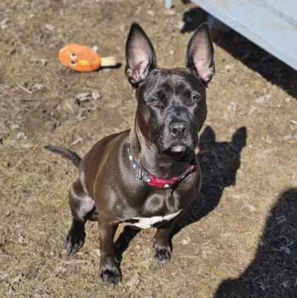 Enlarge Shenzee, a Adoptable mixed breed in Scotia, NY image 2/3