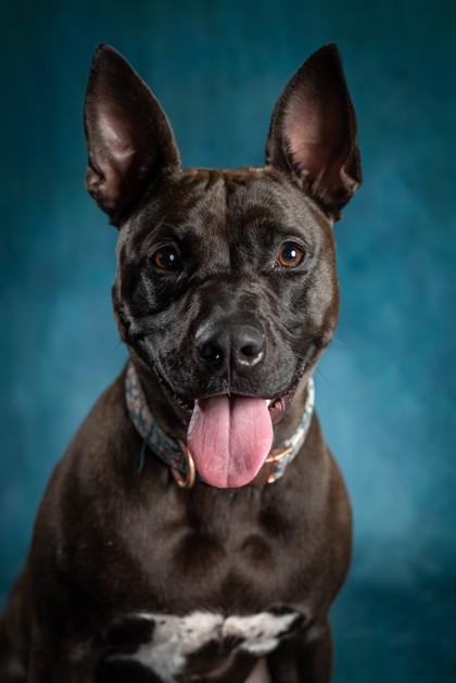 Enlarge Shenzee, a Adoptable mixed breed in Scotia, NY image 2/3