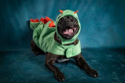 Enlarge Shenzee, a Adoptable mixed breed in Scotia, NY image 3/3