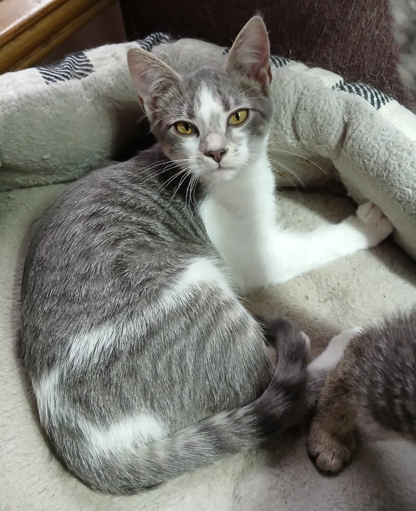 Enlarge Sobakawa, a Adoptable mixed breed in Shell Lake, WI image 1/2