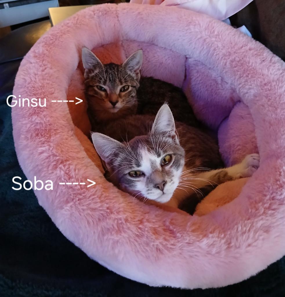 Enlarge Soba, a Adoptable mixed breed in Shell Lake, WI image 1/2