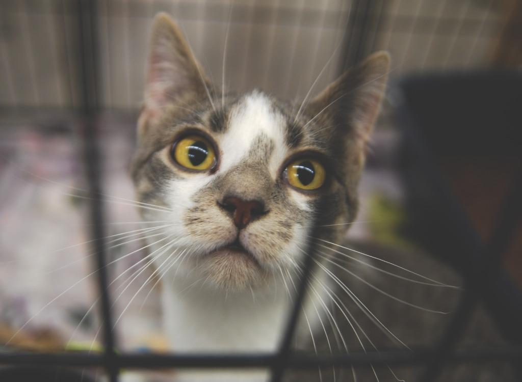 Enlarge Soba, a Adoptable mixed breed in Shell Lake, WI image 3/5