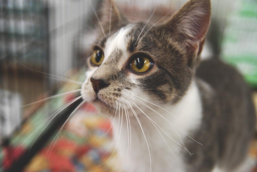 Enlarge Soba, a Adoptable mixed breed in Shell Lake, WI image 4/5