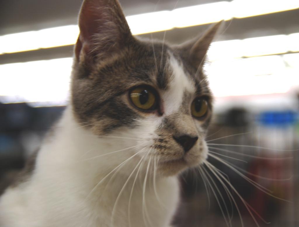 Enlarge Soba, a Adoptable mixed breed in Shell Lake, WI image 5/5